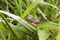 キリギリス　2010.08　山梨県 [BAR110004751]