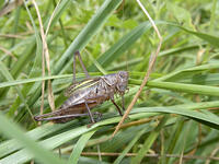 キリギリス　2010.08　山梨県 [BAR110004754]