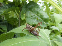 キリギリス　2010.08　山梨県 [BAR110004756]