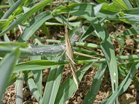 キリギリス　2010.08　山梨県 [BAR110004757]