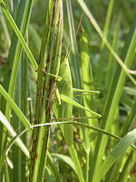 クサキリ　2010.08　山梨県 [BAR110004759]