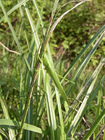 クサキリ　2010.08　山梨県 [BAR110004760]