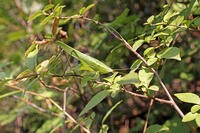 クサキリ　2010.08　山梨県 [BAR110004761]