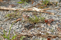 クルマバッタモドキ　2010.10　山梨県 [BAR110004762]