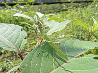 ショウリョウバッタ　♀　2010.08　山梨県 [BAR110004765]
