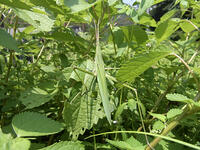 ショウリョウバッタ　♀　2010.08　山梨県 [BAR110004767]