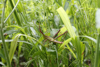 ショウリョウバッタ　褐色型　♀幼虫　2010.08　山梨県 [BAR110004768]