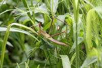 ショウリョウバッタ　幼虫　赤色型　2010.08　山梨県 [BAR110004769]