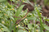 ショウリョウバッタ　幼虫　赤色型　2010.08　山梨県 [BAR110004770]