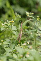 ショウリョウバッタ　幼虫　赤色型　2010.08　山梨県 [BAR110004772]