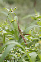 ショウリョウバッタ　幼虫　赤色型　2010.08　山梨県 [BAR110004773]