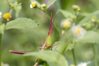 ショウリョウバッタ　幼虫　赤色型　2010.08　山梨県 [BAR110004774]
