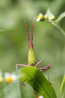 ショウリョウバッタ　幼虫　赤色型　顔　2010.08　山梨県 [BAR110004775]