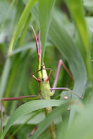 ショウリョウバッタ　幼虫　赤色型　草を食べる　2010.08　山梨県 [BAR110004776]