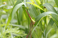 ショウリョウバッタ　幼虫　赤色型　草を食べる　2010.08　山梨県 [BAR110004779]