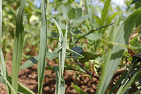 ショウリョウバッタ♀　幼虫　2010.08　山梨県 [BAR110004780]