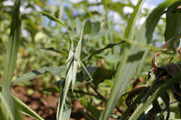 ショウリョウバッタ♀　幼虫　2010.08　山梨県 [BAR110004781]