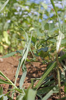 ショウリョウバッタ♀　幼虫　2010.08　山梨県 [BAR110004782]