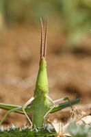 ショウリョウバッタ♀　幼虫　2010.08　山梨県 [BAR110004783]