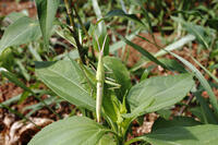 ショウリョウバッタ♀　幼虫　2010.08　山梨県 [BAR110004784]