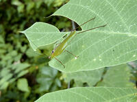 セスジツユムシ　2010.08　山梨県 [BAR110004785]