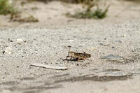トノサマバッタ　2010.10　山梨県 [BAR110004786]