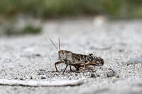 トノサマバッタ　2010.10　山梨県 [BAR110004787]