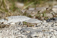トノサマバッタ　2010.10　山梨県 [BAR110004788]