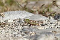 トノサマバッタ　2010.10　山梨県 [BAR110004789]