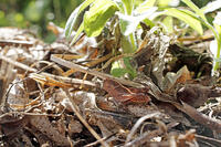 トノサマバッタ　幼虫　2010.08　山梨県 [BAR110004790]