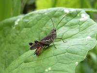 ヒナバッタ　2010.08　山梨県 [BAR110004791]