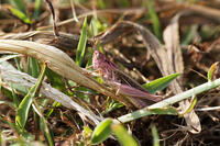 ヒナバッタ　赤色型　2010.09　山梨県 [BAR110004792]
