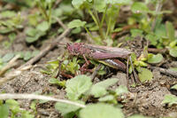 ヒナバッタ　赤色型　2010.10　山梨県 [BAR110004793]