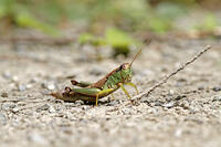 フキバッタの一種　2010.09　山梨県 [BAR110004794]