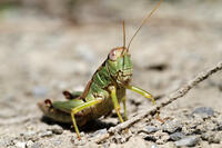 フキバッタの一種　2010.09　山梨県 [BAR110004795]