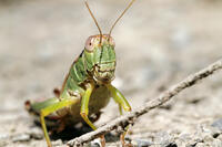 フキバッタの一種　2010.09　山梨県 [BAR110004796]