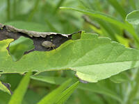 ブタクサハムシ　2010.08　山梨県 [BAR110004797]