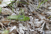 ヤマクダマキモドキ　ツユムシ科　2010.10　山梨県 [BAR110004798]