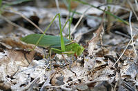 ヤマクダマキモドキ　ツユムシ科　2010.10　山梨県 [BAR110004799]