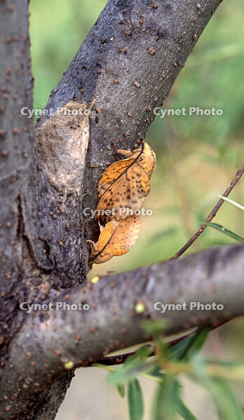 カレハガ　交尾　山梨県　北杜市 [BAR110000373]