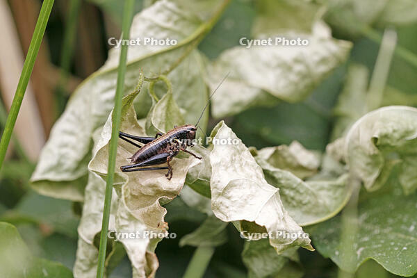 ヒメギス　幼虫　2010.06　長野県 [BAR110004700]