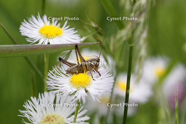 ヒメギス　幼虫　2010.06　長野県 [BAR110004701]