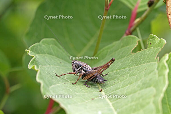 ヒメギス　幼虫　2010.07　山梨県 [BAR110004702]