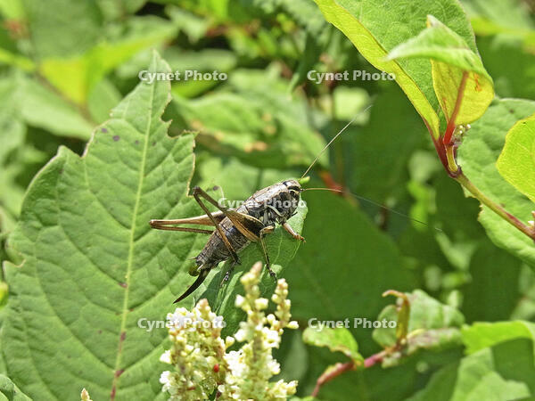 ヒメギス♀　幼虫　2010.07　山梨県 [BAR110004703]