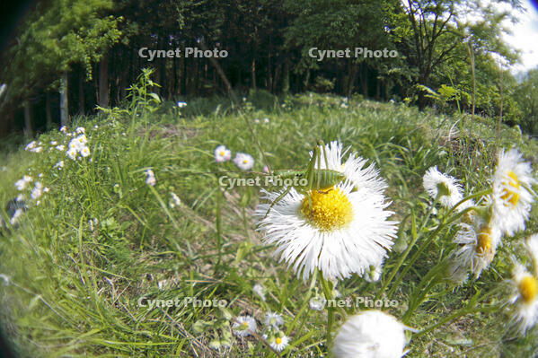 ヤブキリ　幼虫　2010.06　山梨県 [BAR110004704]