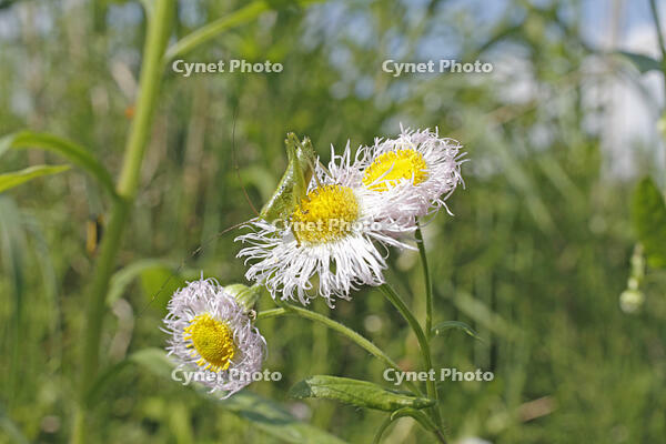 ヤブキリ　幼虫　2010.06　山梨県 [BAR110004705]