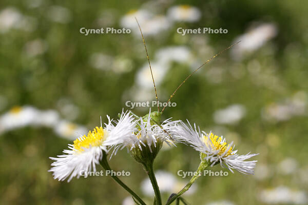 ヤブキリ　幼虫　2010.06　山梨県 [BAR110004706]