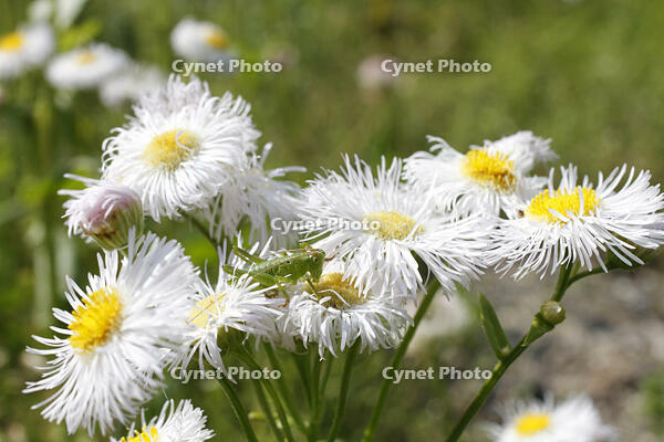 ヤブキリ　幼虫　2010.06　山梨県 [BAR110004707]