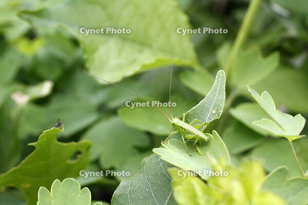 ヤブキリ　幼虫　2010.06　長野県 [BAR110004708]