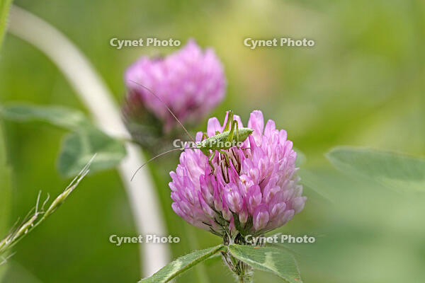 ヤブキリ　幼虫　アカツメクサ訪花　2010.06　長野県 [BAR110004709]